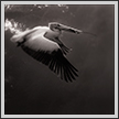 Spot Billed Pelican Flight | favourites Fine Art Nature Photography