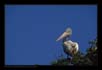 Spot Billed Pelican  | avian Fine Art Nature Photography