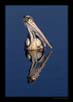 Spot Billed Pelican | avian Fine Art Nature Photography