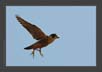 Peregrin Falcon Take-off | avian Fine Art Nature Photography