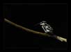Pied Kingfisher - a portrait. | avian Fine Art Nature Photography