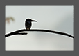 Pied Kingfisher Graphic, Ranganathittu Bird Sanctuary, India | favourites Fine Art Nature Photography
