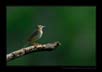 Pipit ? | avian Fine Art Nature Photography