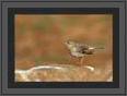 Pipit (?) Open Feathers | avian Fine Art Nature Photography