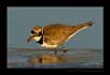 Little Ringed Plover - Mouthful  | avian Fine Art Nature Photography