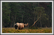  One Horned Rhino, Kaziranga National Park | kaziranga Fine Art Nature Photography
