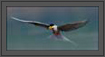River Tern Flight with Fish  | avian Fine Art Nature Photography