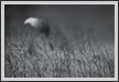  Sarus Crane  | abstract Fine Art Nature Photography
