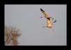 Sarus Cranes in Flight | bharatpur Fine Art Nature Photography