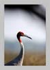 Sarus Crane - Close Portrait | favourites Fine Art Nature Photography