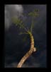 Snail on a Branch at Ramnagar | macro Fine Art Nature Photography