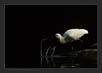 Spoonbill Drinking Water | avian Fine Art Nature Photography