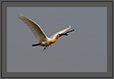 Spoonbill in flight in flight carrying nesting material | avian Fine Art Nature Photography