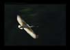 Spoonbil flight | favourites Fine Art Nature Photography