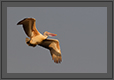 SPotbilled pelican in flight | avian Fine Art Nature Photography