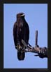 Spotted Eagle | avian Fine Art Nature Photography