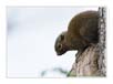 Squirrel, Kaziranga National Park. | fauna Fine Art Nature Photography