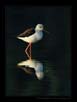 Black-Winged Stilt | avian Fine Art Nature Photography