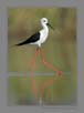 Black Winged Stilt - Walk | avian Fine Art Nature Photography
