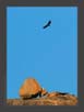 Indian Vulture Habitat | avian Fine Art Nature Photography