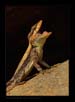 Stone Lizard | macro Fine Art Nature Photography