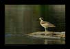 Great Thick-knee | Esacus Recurvirostris | avian Fine Art Nature Photography