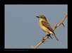  Saxicola Torquata | avian Fine Art Nature Photography