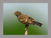 Common Stonechat (Juvenile)  | avian Fine Art Nature Photography