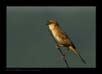 Bristled Grassbird | Chaetornis striatus | favourites Fine Art Nature Photography