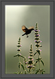Sunbird Sip | avian Fine Art Nature Photography
