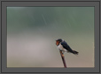 Barn Swallow in Rain | avian Fine Art Nature Photography