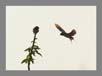 Swallows - Fighting for the perch | favourites Fine Art Nature Photography