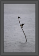 Swallows in Rain | avian Fine Art Nature Photography