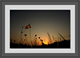 Tawny Coster at Sunrise | macro Fine Art Nature Photography