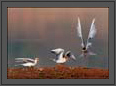 River Tern Flight - Fish Feeding  | avian Fine Art Nature Photography