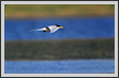 Colorful Flight | avian Fine Art Nature Photography