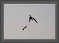Terns in Love - courtship feeding | avian Fine Art Nature Photography
