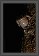 Tree Frog at Night | macro Fine Art Nature Photography