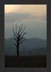 Tree Scape, Corbett National Park | landscape Fine Art Nature Photography
