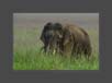 Tusker in Grassland | fauna Fine Art Nature Photography