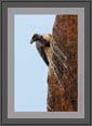 Vulture on Edge | favourites Fine Art Nature Photography