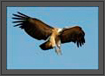 Indian Vulture | Gyps Indicus | Landing | avian Fine Art Nature Photography