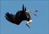 Woolly-Necked Stork Diving | avian Fine Art Nature Photography