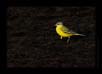 Yellow Wagtail, TG Halli near Bangalore | avian Fine Art Nature Photography